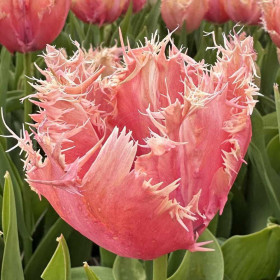 Палеис Хет Лоо 12/+ (бахр.) 5шт