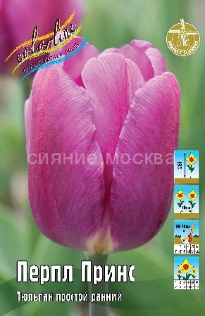 Перпл Принс 11/12 (пр.ранн.) 7шт