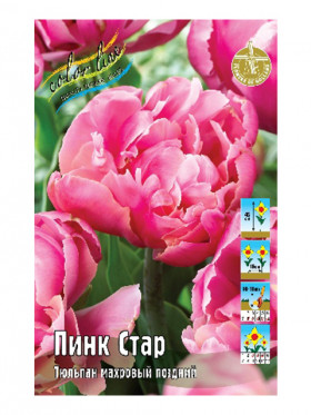 Пинк Стар 11/12 (махр.поздн) 7шт