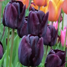 Пол Ширер 11/12 (триумф) 7шт