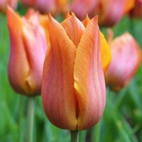 Реквест 11/12 (лил.) 7шт