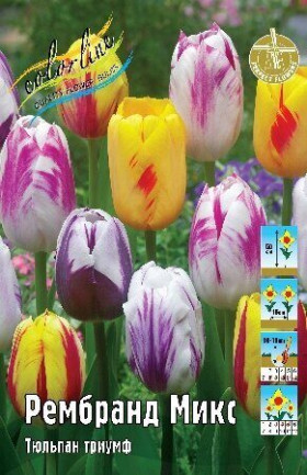 Рембранд Микс 11/12 (триумф) 8шт