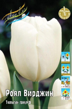 Роял Вирджин 11/12 (триумф) 7шт