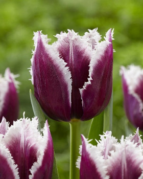 Сан Мартин 12/+ (бахр.) 5шт