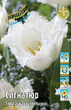 Сигнатюр 11/12 (бахр.) 7шт