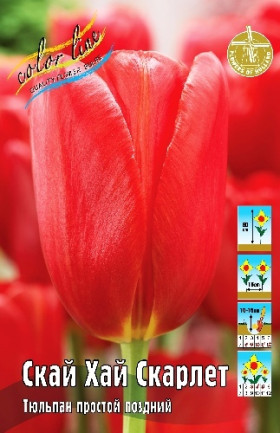 Скай Хай Скарлет 11/12 (пр.поздн) 7шт