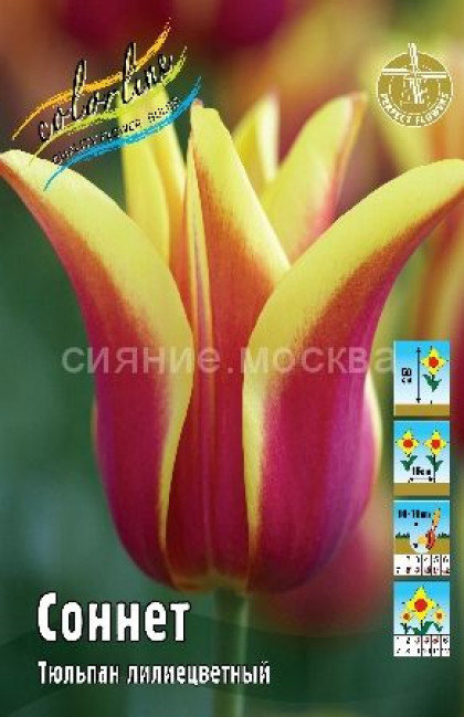 Соннет 11/12 (лил.) 7шт