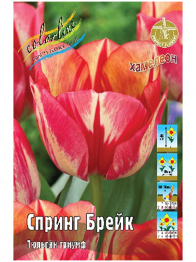 Спринг Брейк 11/12 (триумф) 7шт