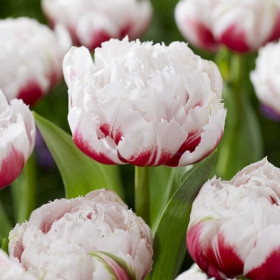 Строуберри Сноу 11/12 (2й эффект) 7шт