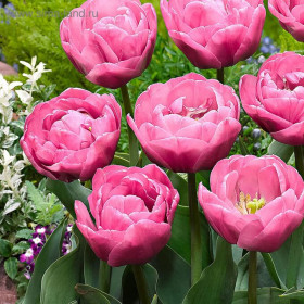 Тейблданс 11/12 (махр.поздн) 7шт