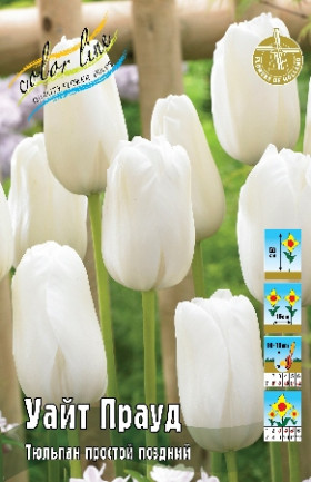 Уайт Прауд 11/12 (пр.поздн) 7шт