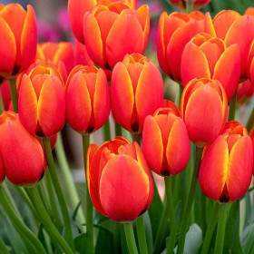 Уорлдс Фаворит 11/12 (дарв.) 8шт