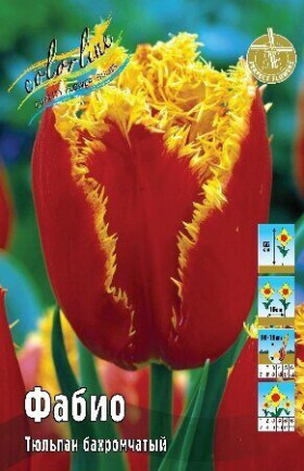 Фабио 11/12 (бахр.) 8шт