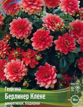 Берлинер Клене 1шт