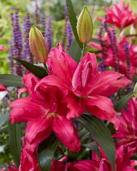 Roselily Рианна (вост.махр) 5шт