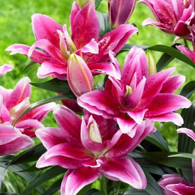 Roselily Табита (вост.махр) 5шт