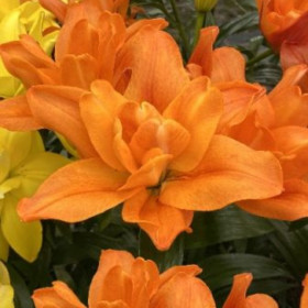 Дьюс 10/12 ЛА махр. 5шт