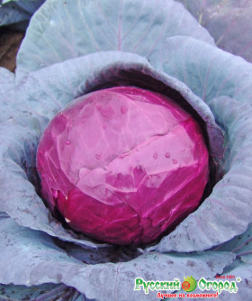 к\к Гако Ц(Н)