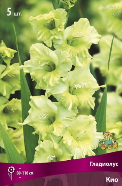 Кио 10/12 5шт Поиск