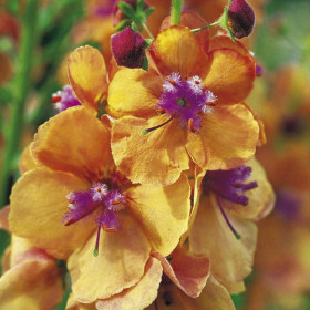 Клементина  1шт