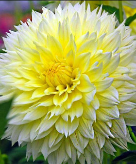 Канари Фубуки бахром. 1шт