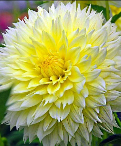 Канари Фубуки бахром. 1шт