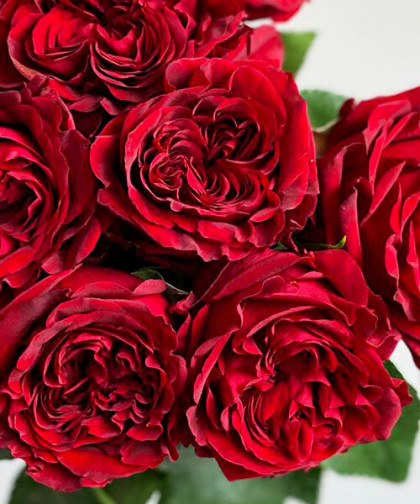 Майра Ред (ЗКС) ЖИЛЯК