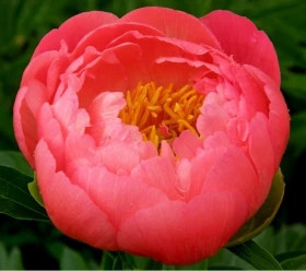 Корал Чарм 1шт Поиск