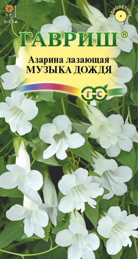 Музыка дождя Ц(Г)