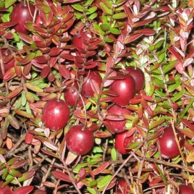 Мак Фарлен  1шт Поиск