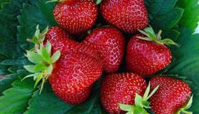 Селва ремонт.крупн. 5 шт