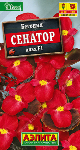 Сенатор вечноцветущая алая Ц(А)