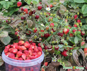 Сентябрьский Сюрприз  альпийская Ц(Н)