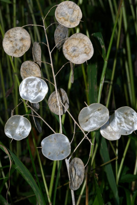 Серебряный рубль Ц(Н)