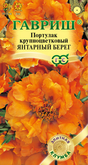 Янтарный берег Ц(Г)