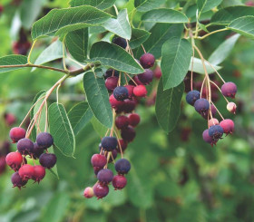 Ламарка 1шт