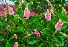 Пинк Спаер 1шт