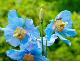 Бетоницифолия 1шт