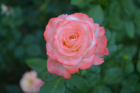 Алиска (ЗКС) ЖИЛЯК