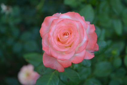 Алиска (ЗКС) ЖИЛЯК