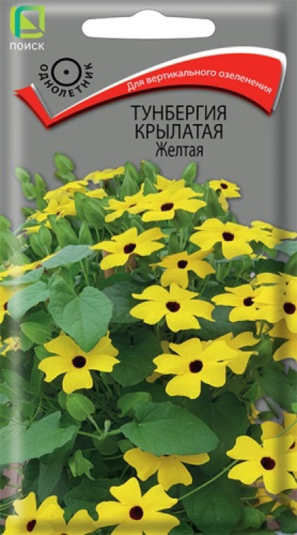 Желтая крылатая Ц(Поиск) тунбергия