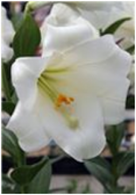 Уайт Си (лонг) 5 шт