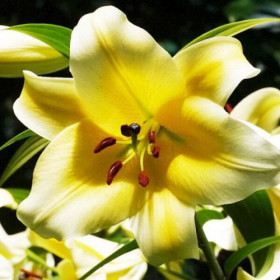 Конка Д Ор (ОТ)\10шт