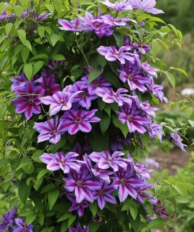 Акаиши P9, в туб.