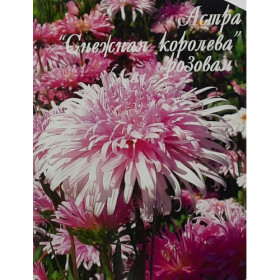 Астра Снежная королева розовая Каприс