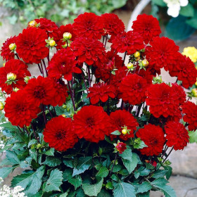 Гэллери Зингер 1шт