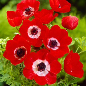 Голландия \10шт