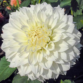 Майама Фубуки 1 шт