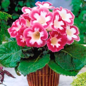 Бланш де Меру 2шт