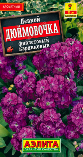 Дюймовочка карлик.фиолетовый Ц(А)